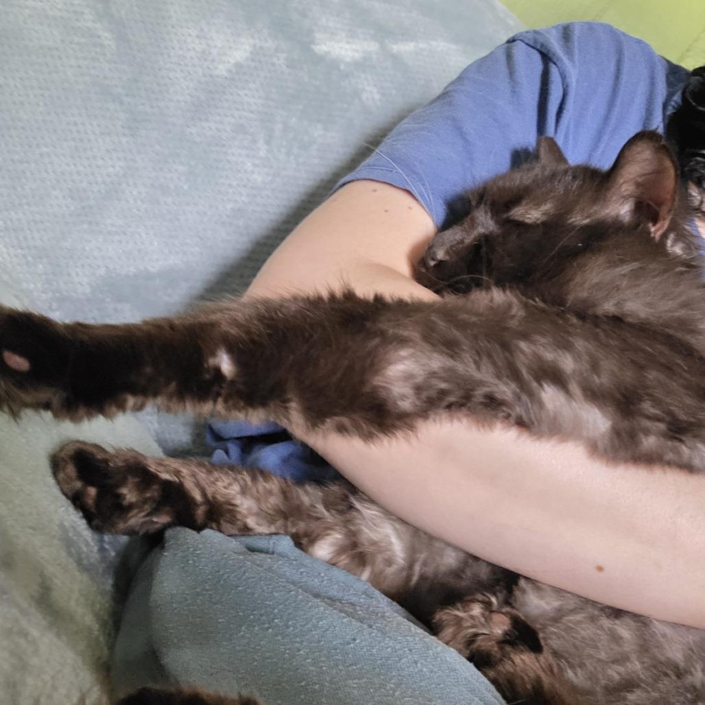 Enlarge Cola, a Adoptable Domestic Long Hair in Bismarck, ND image 2/5