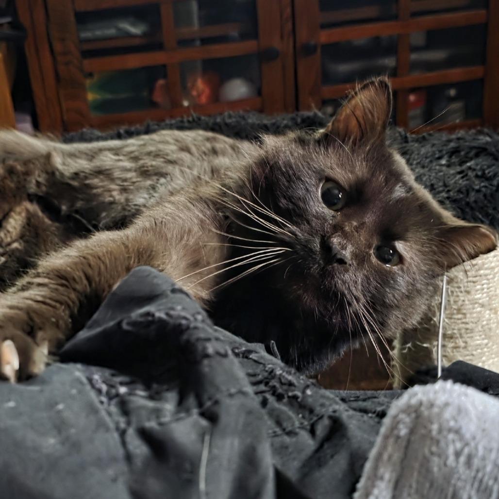 Enlarge Cola, a Adoptable Domestic Long Hair in Bismarck, ND image 3/5