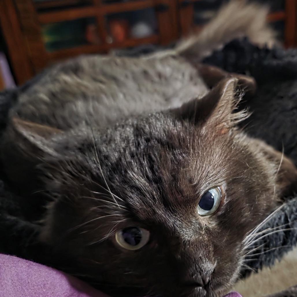 Enlarge Cola, a Adoptable Domestic Long Hair in Bismarck, ND image 4/5