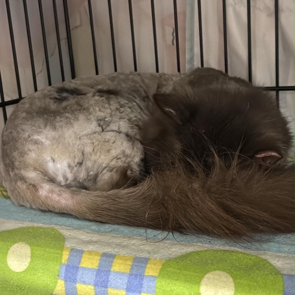 Enlarge Cola, a Adoptable Domestic Long Hair in Bismarck, ND image 5/5