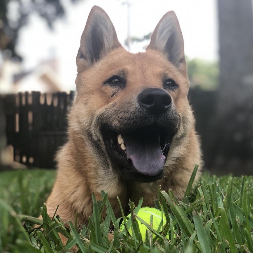Dog for adoption Chowder, a Chow Chow & German Shepherd Dog Mix in