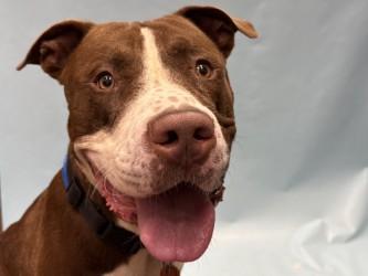 Bluey, Adoptable, Adult Male Pit Bull Terrier & Mixed Breed.