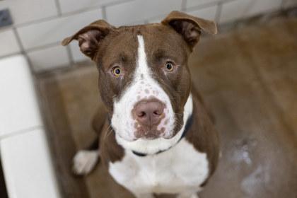 Enlarge Bluey, a Adoptable mixed breed in Golden Valley, MN image 2/2
