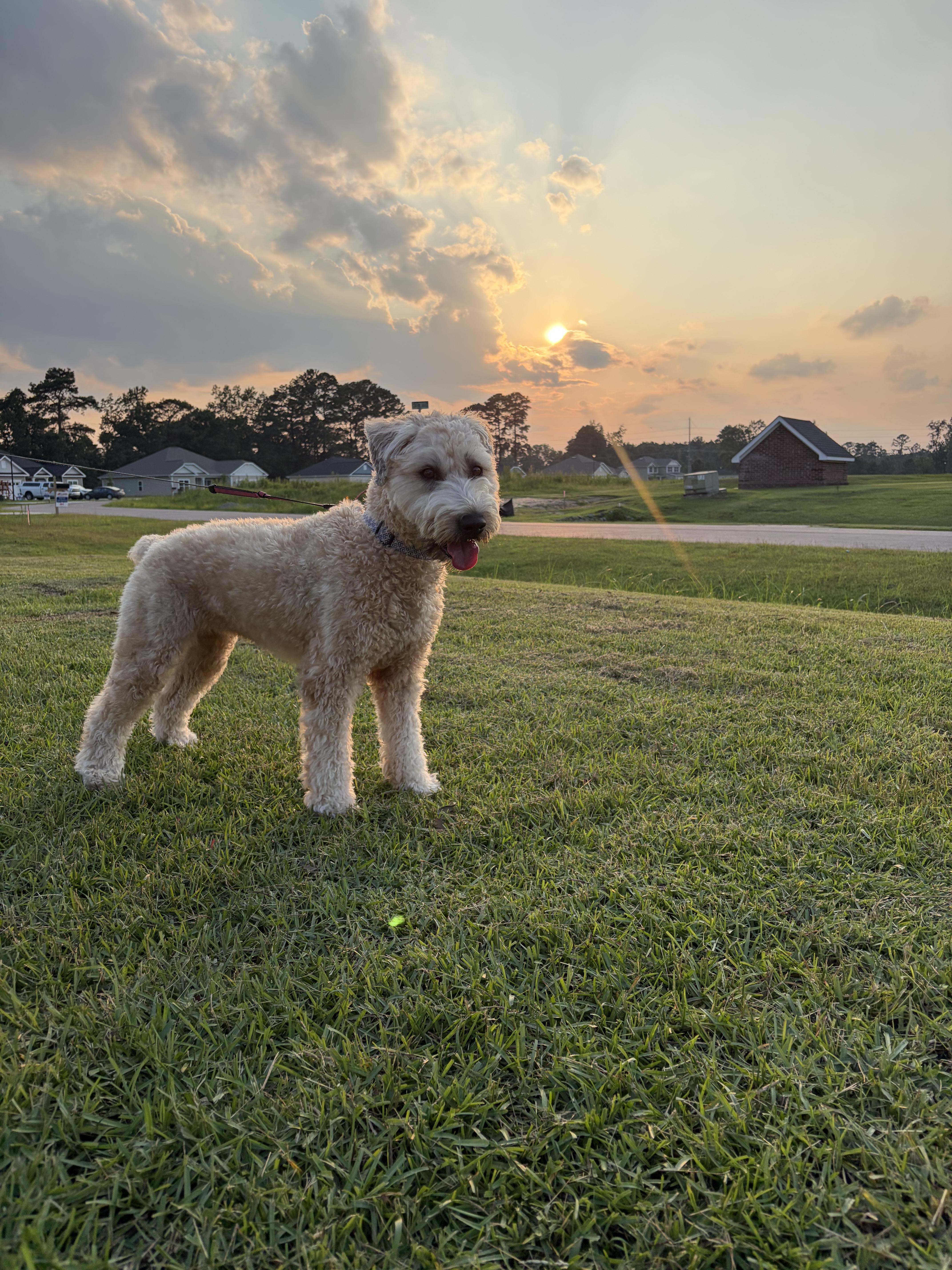 Enlarge Daisy, a Adoptable Wheaten Terrier in Willard, NC image 1/3