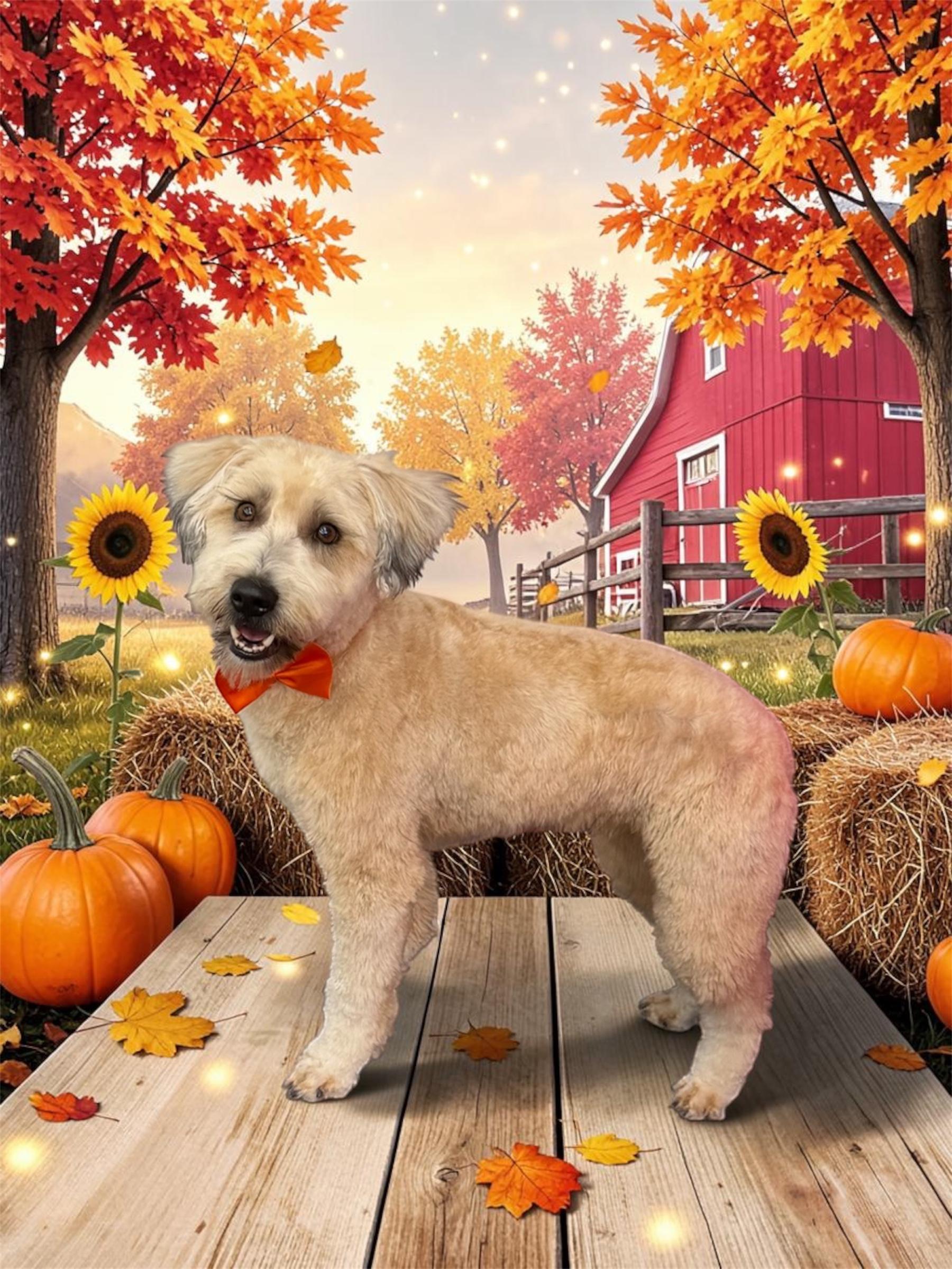 Enlarge Daisy, a Adoptable Wheaten Terrier in Willard, NC image 3/3