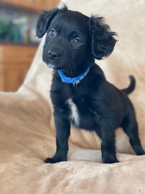 Enlarge Marshall, a Adoptable Labrador Retriever in Duluth, MN image 2/2
