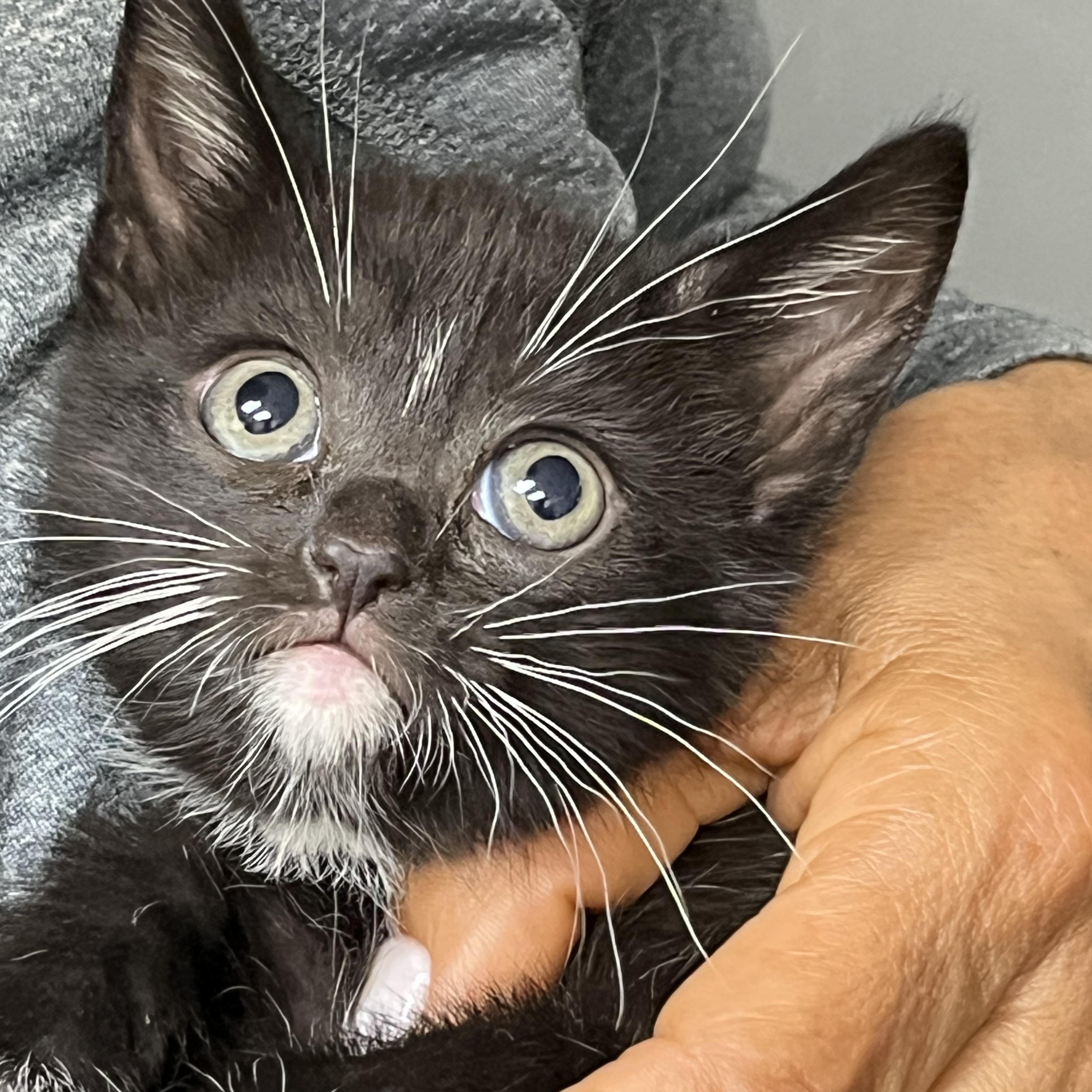 Baby Daisy, adopted, Kitten Female Domestic Short Hair.