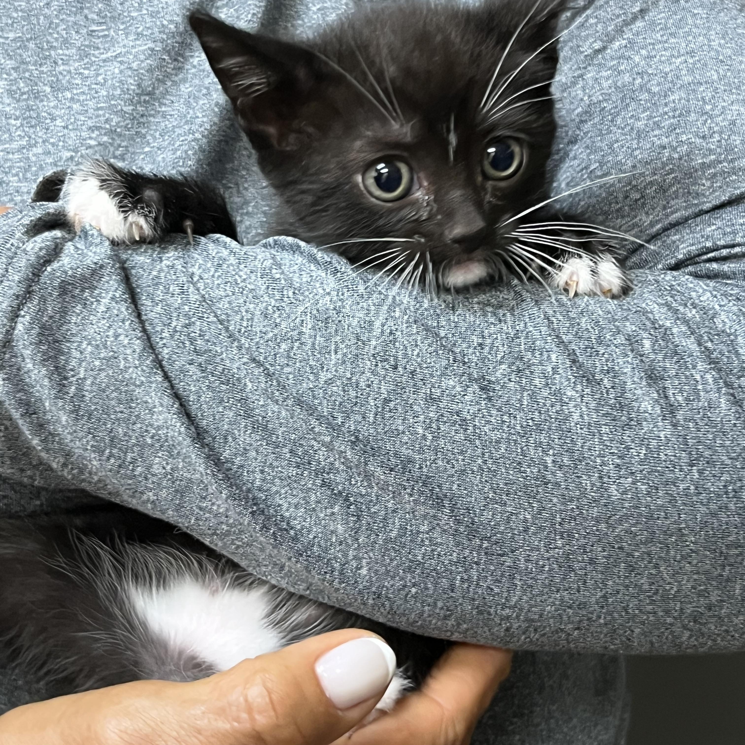 Enlarge Baby Daisy, an adopted Domestic Short Hair in Parkland, FL image 2/4