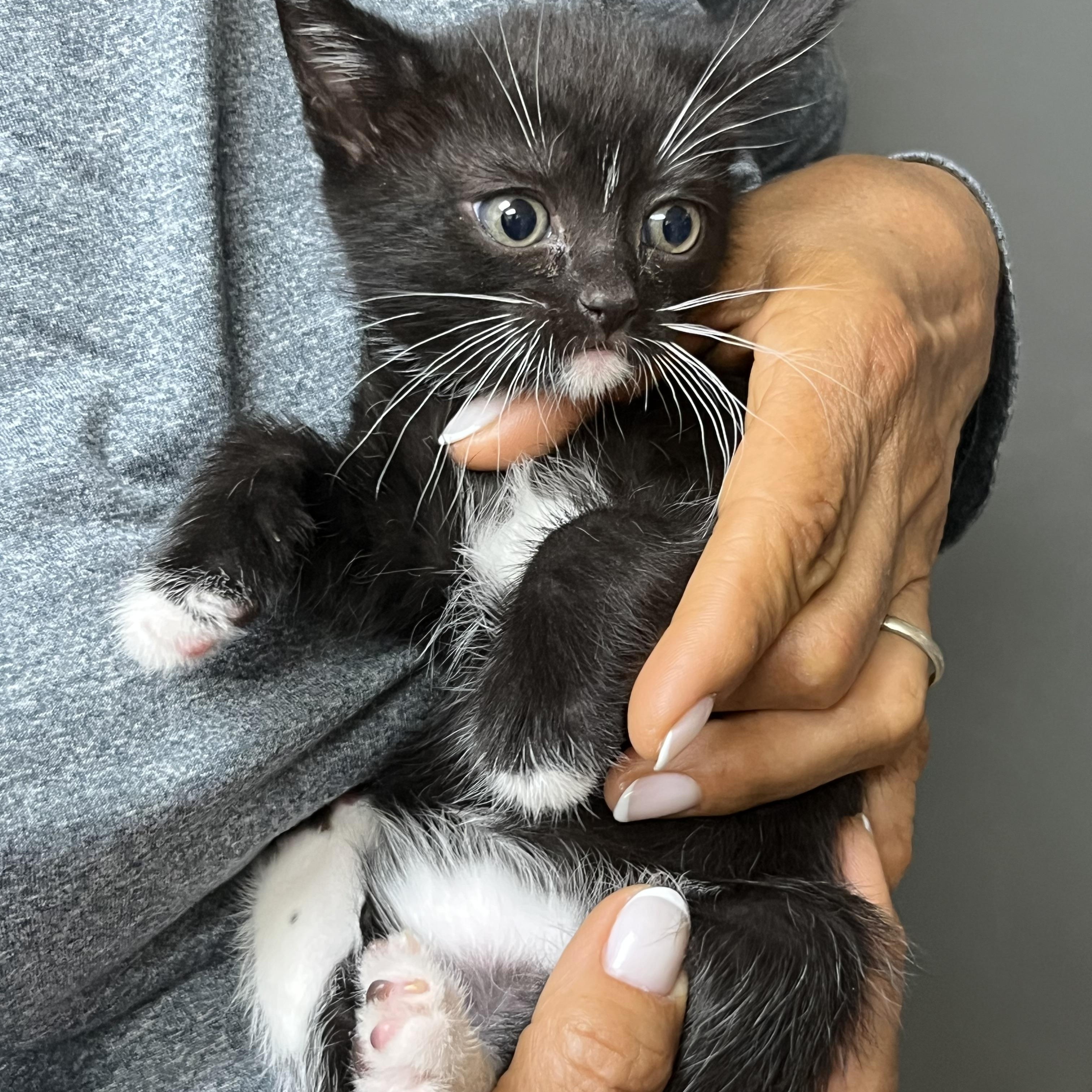 Enlarge Baby Daisy, an adopted Domestic Short Hair in Parkland, FL image 4/4