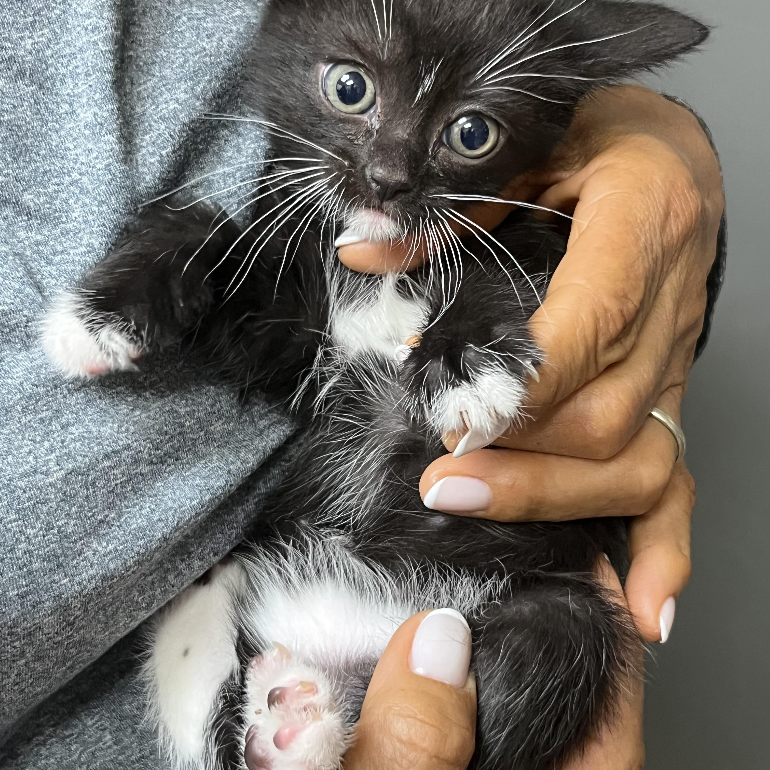 Enlarge Baby Daisy, an adopted Domestic Short Hair in Parkland, FL image 3/4