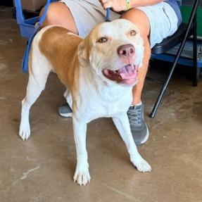 Enlarge Julio, a Adoptable mixed breed in Denison, TX image 1/6