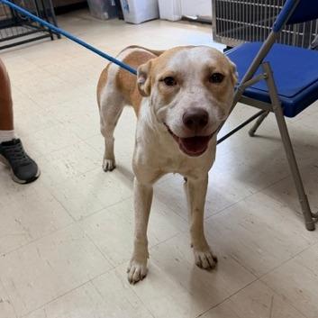 Enlarge Julio, a Adoptable mixed breed in Denison, TX image 2/6