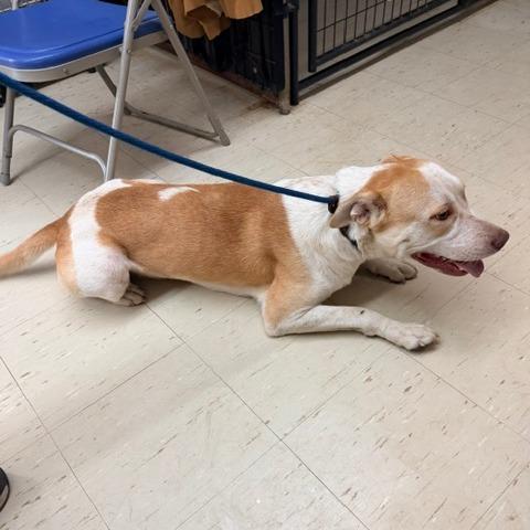 Enlarge Julio, a Adoptable mixed breed in Denison, TX image 3/6