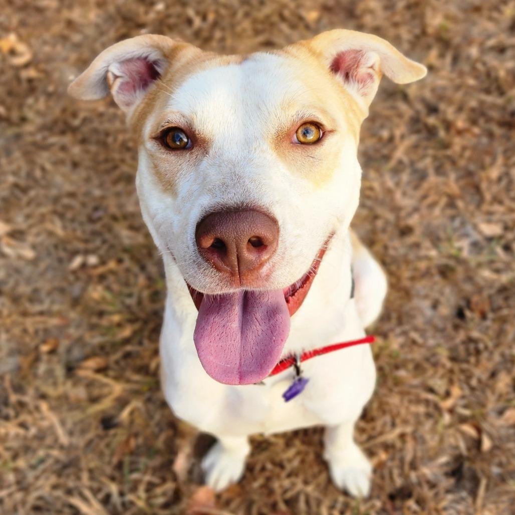 Enlarge Julio, a Adoptable mixed breed in Denison, TX image 4/6