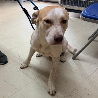 Enlarge Julio, a Adoptable mixed breed in Denison, TX image 5/6