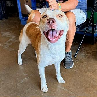 Enlarge Julio, a Adoptable mixed breed in Denison, TX image 6/6
