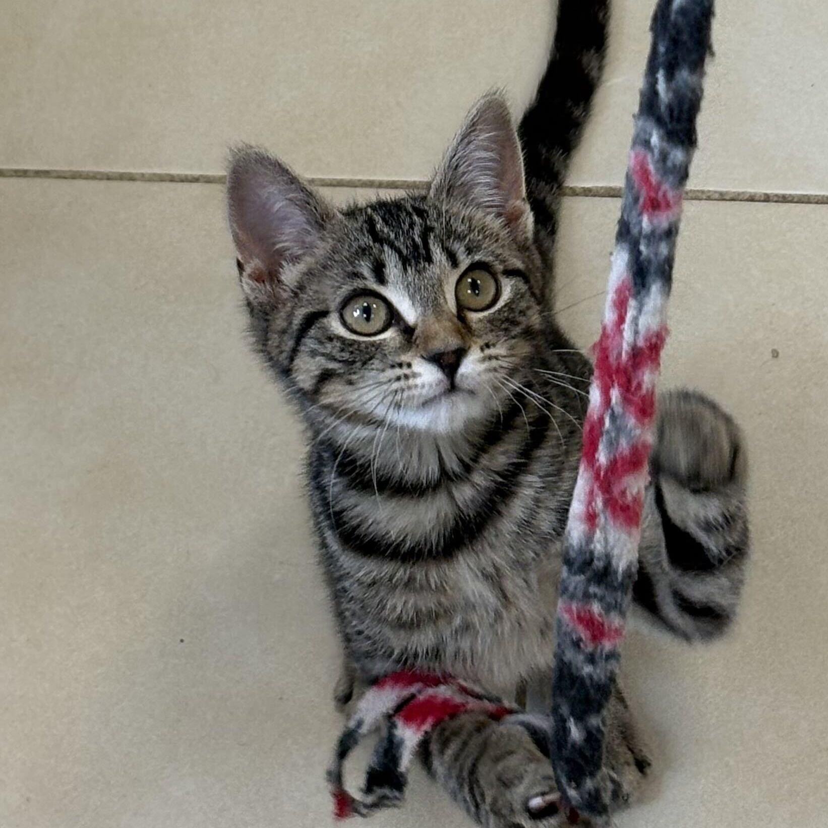 Jyn Erso, an adopted American Shorthair in North Haven, CT image 1/3