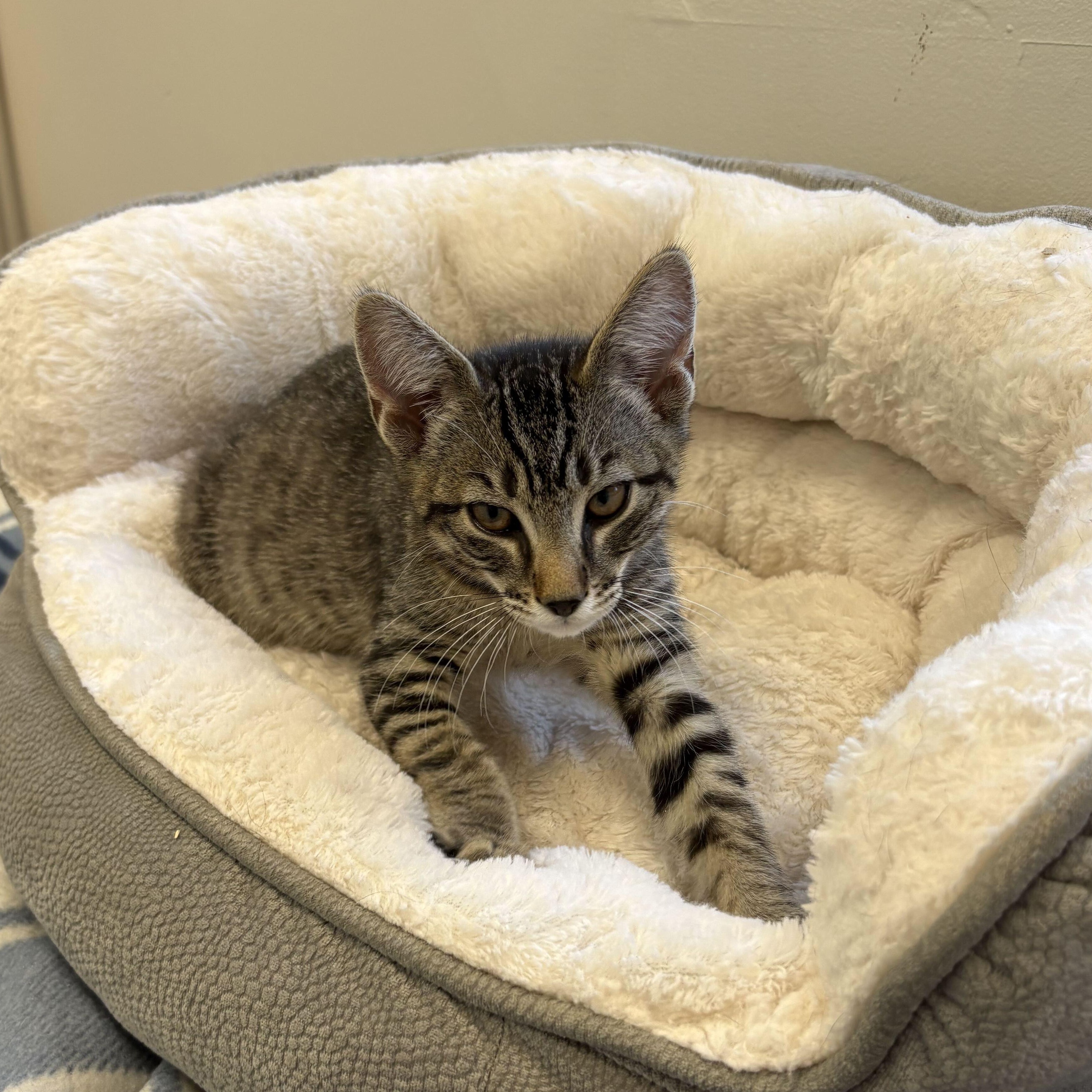 Jyn Erso, an adopted American Shorthair in North Haven, CT image 3/3