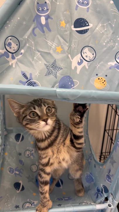 Enlarge Jyn Erso, an adopted American Shorthair in North Haven, CT video 2/3