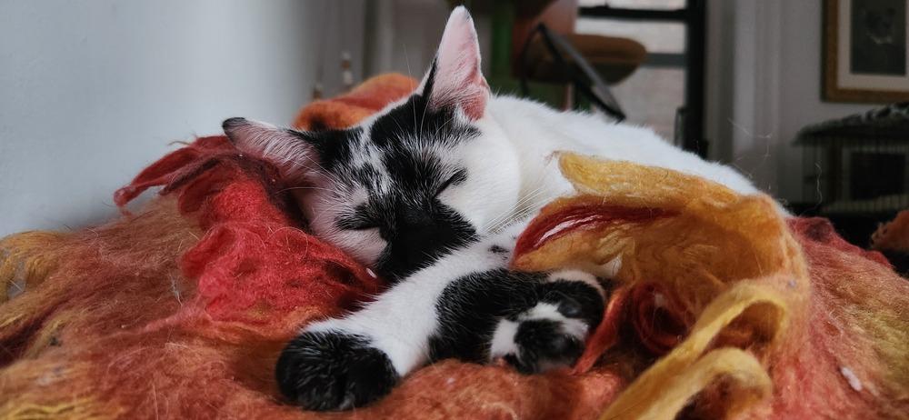 MJ, Adoptable, Young Female Domestic Short Hair.