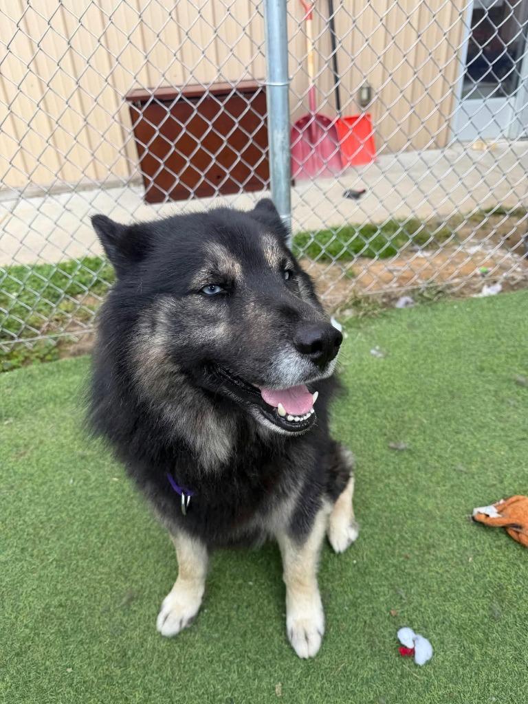 Enlarge Oso, a Adoptable Spitz in New Kensington, PA image 1/5
