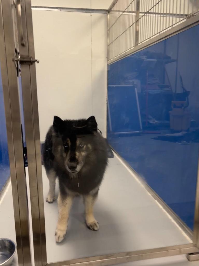 Enlarge Oso, a Adoptable Spitz in New Kensington, PA image 2/5