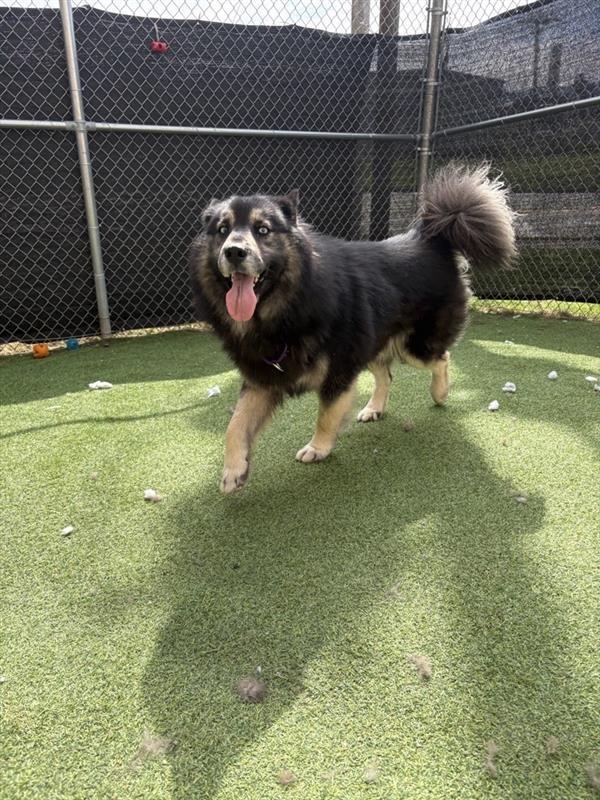 Enlarge Oso, a Adoptable Spitz in New Kensington, PA image 3/5