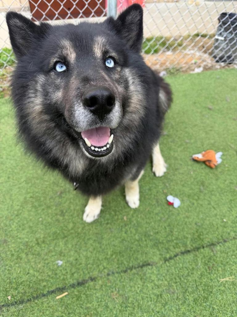 Enlarge Oso, a Adoptable Spitz in New Kensington, PA image 5/5