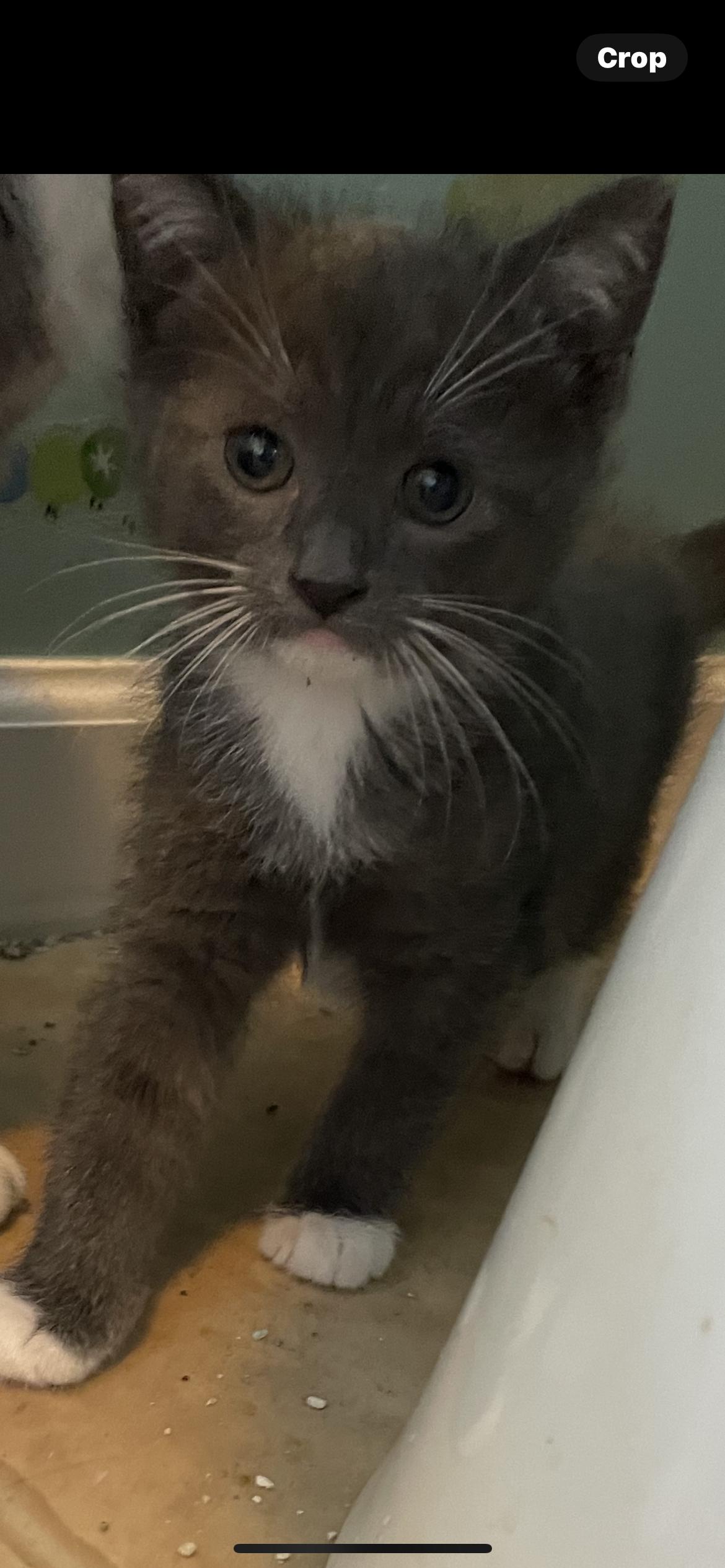 Newton, Adopted, Kitten Male Domestic Short Hair.