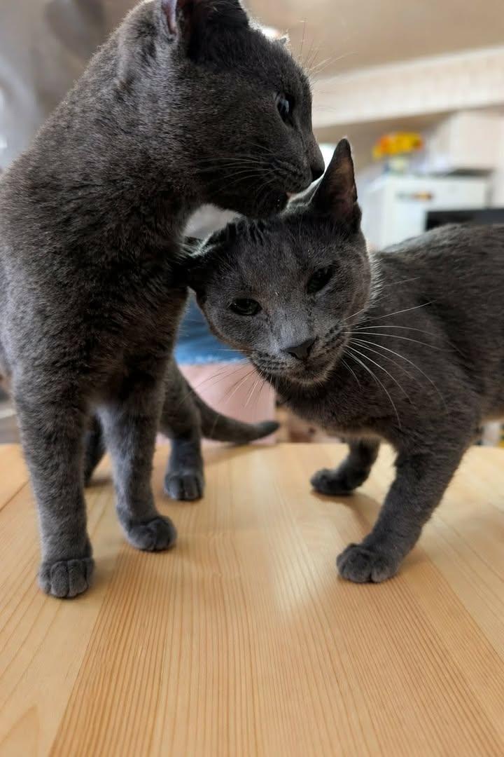 Harper, ADOPTABLE, Young Male Russian Blue.