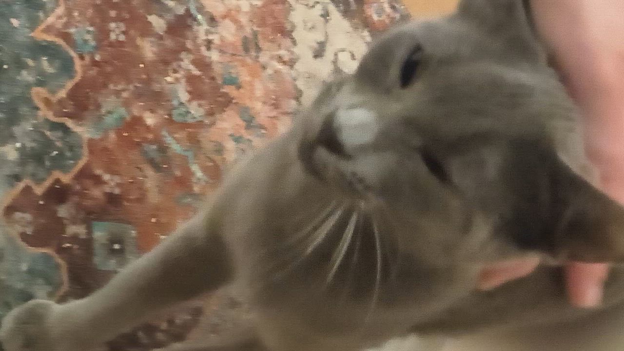 Enlarge Harper, a ADOPTABLE Russian Blue in Mabank, TX video 2/2