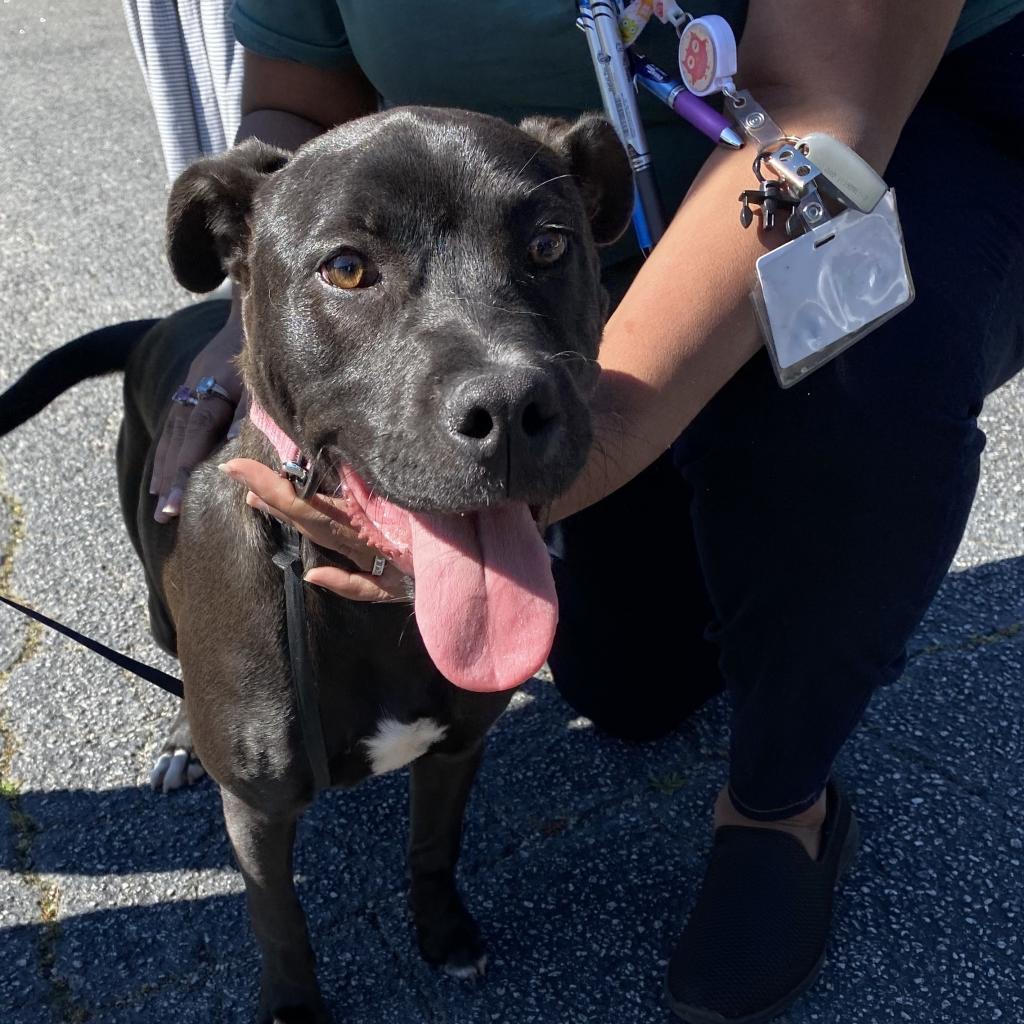 Juvia, Adoptable, Adult Female Staffordshire Bull Terrier.