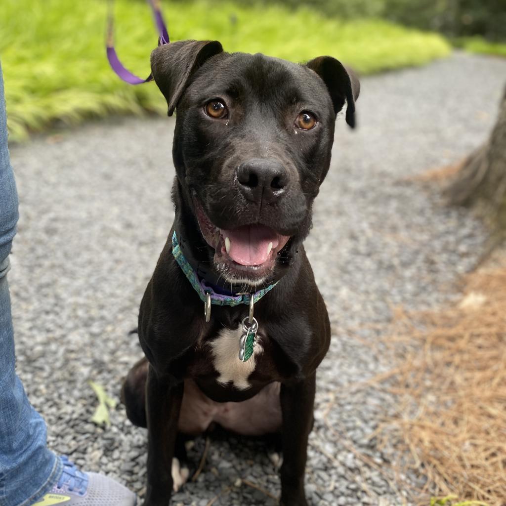 Juvia, a Adoptable mixed breed in Peachtree City, GA image 2/2