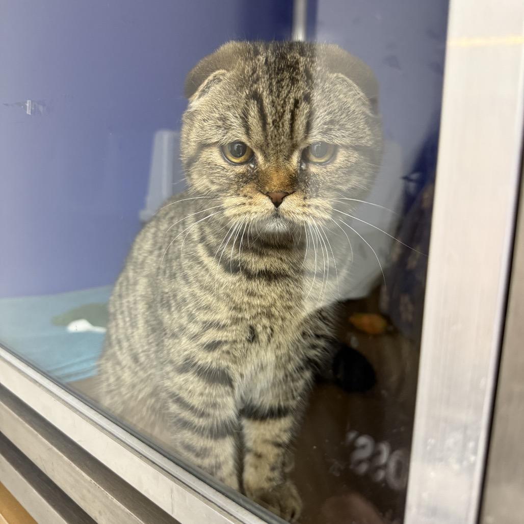 Gabriella, a Adoptable Scottish Fold in Houston, TX image 1/4