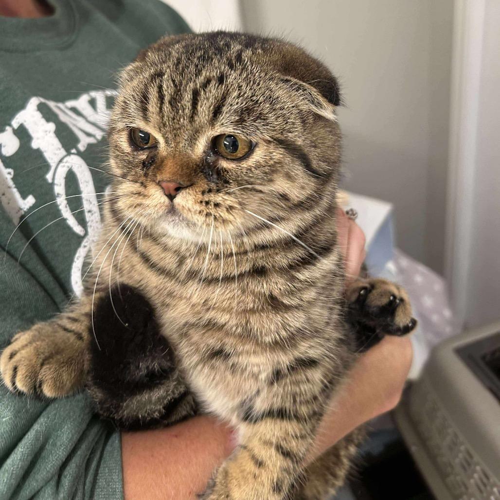 Gabriella, a Adoptable Scottish Fold in Houston, TX image 3/4