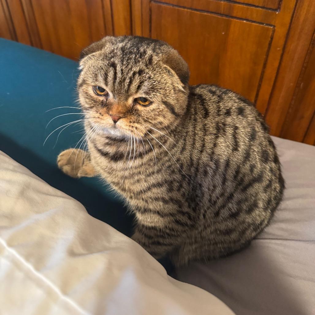 Gabriella, a Adoptable Scottish Fold in Houston, TX image 4/4