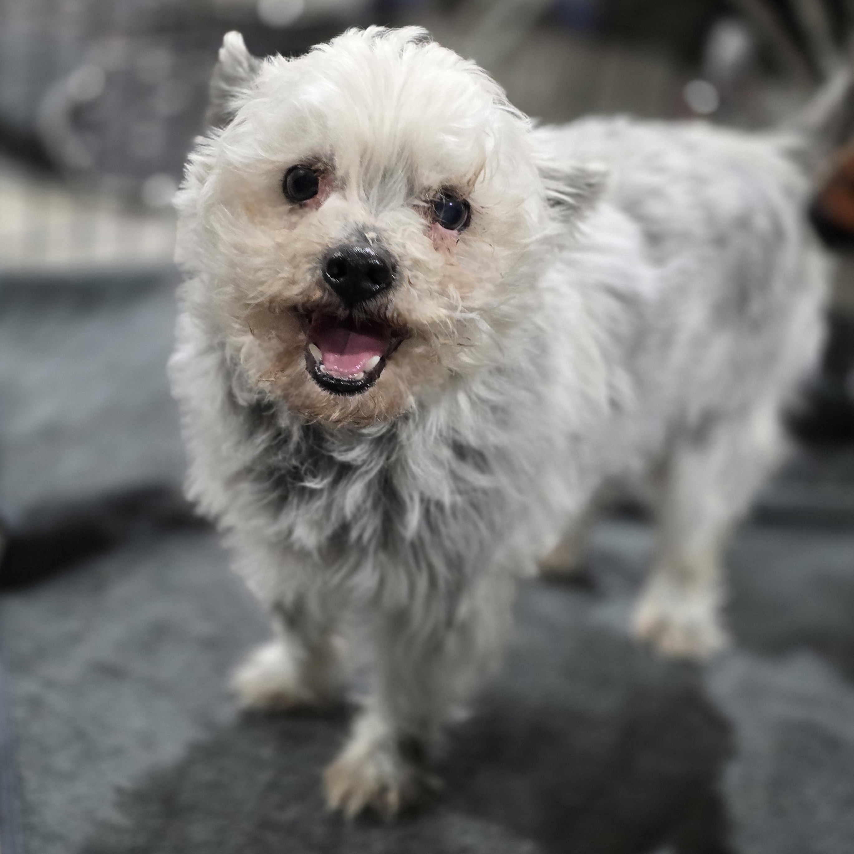 Enlarge Sam, a ADOPTABLE mixed breed in Lincoln, NE image 2/6