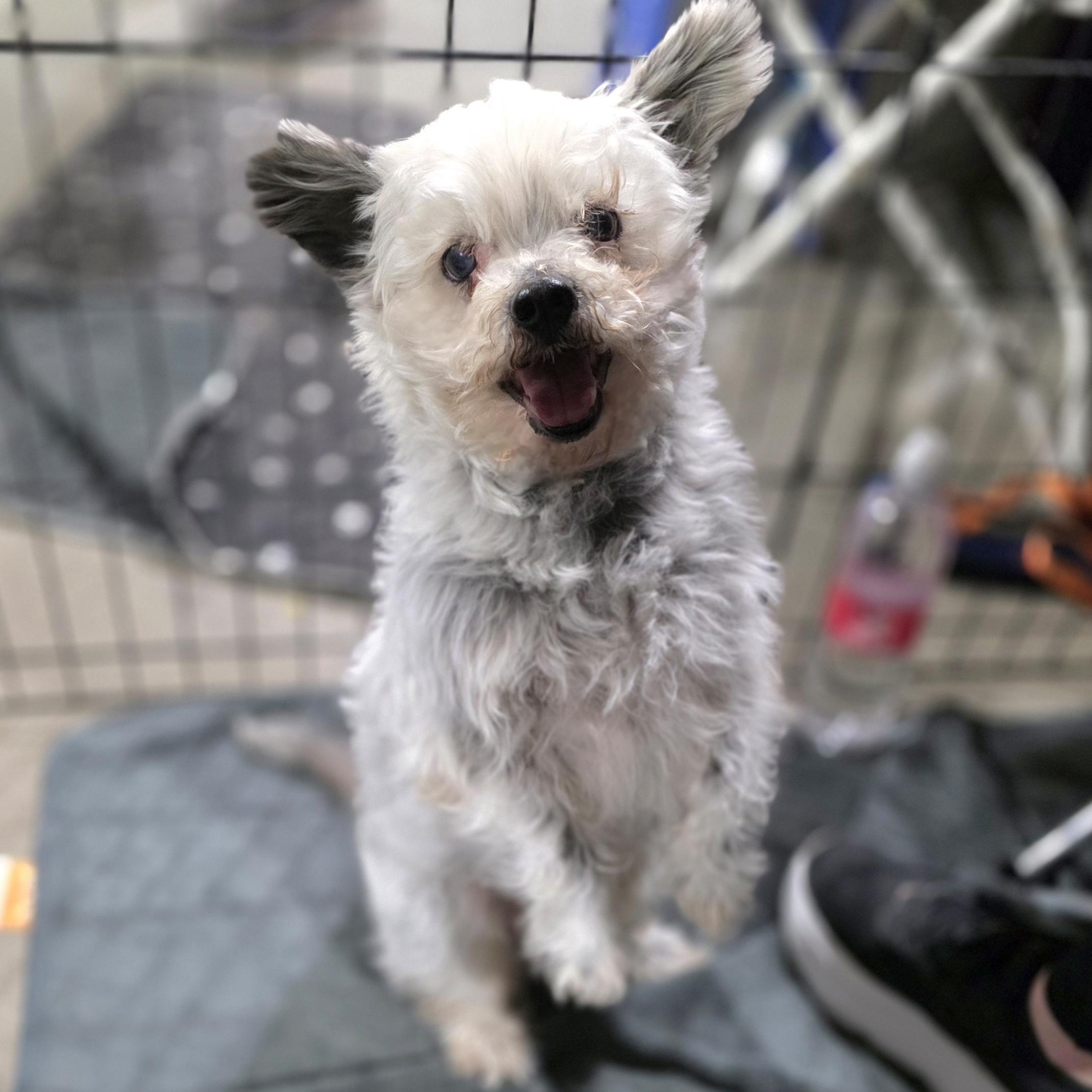 Enlarge Sam, a ADOPTABLE mixed breed in Lincoln, NE image 5/6