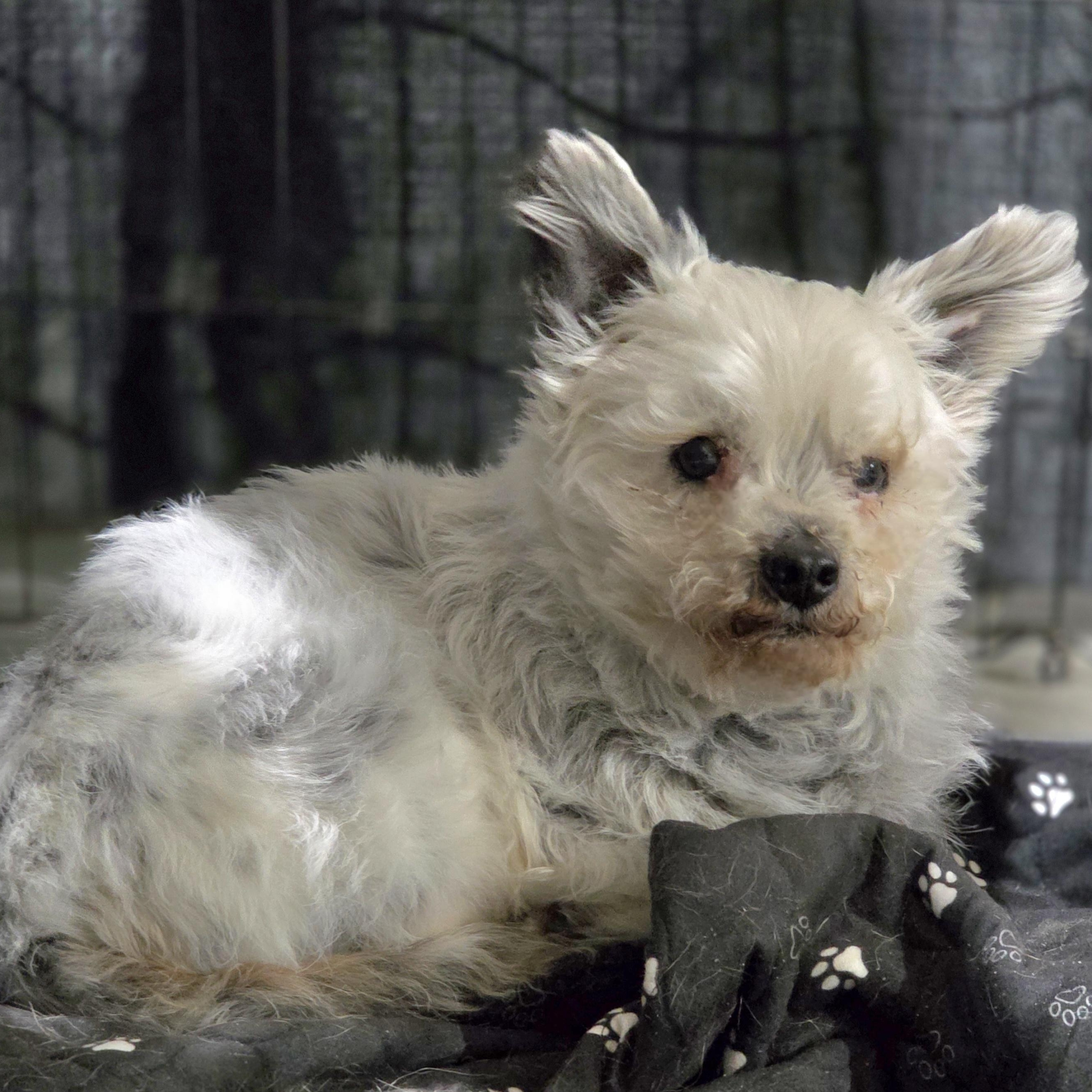 Enlarge Sam, a ADOPTABLE mixed breed in Lincoln, NE image 3/6