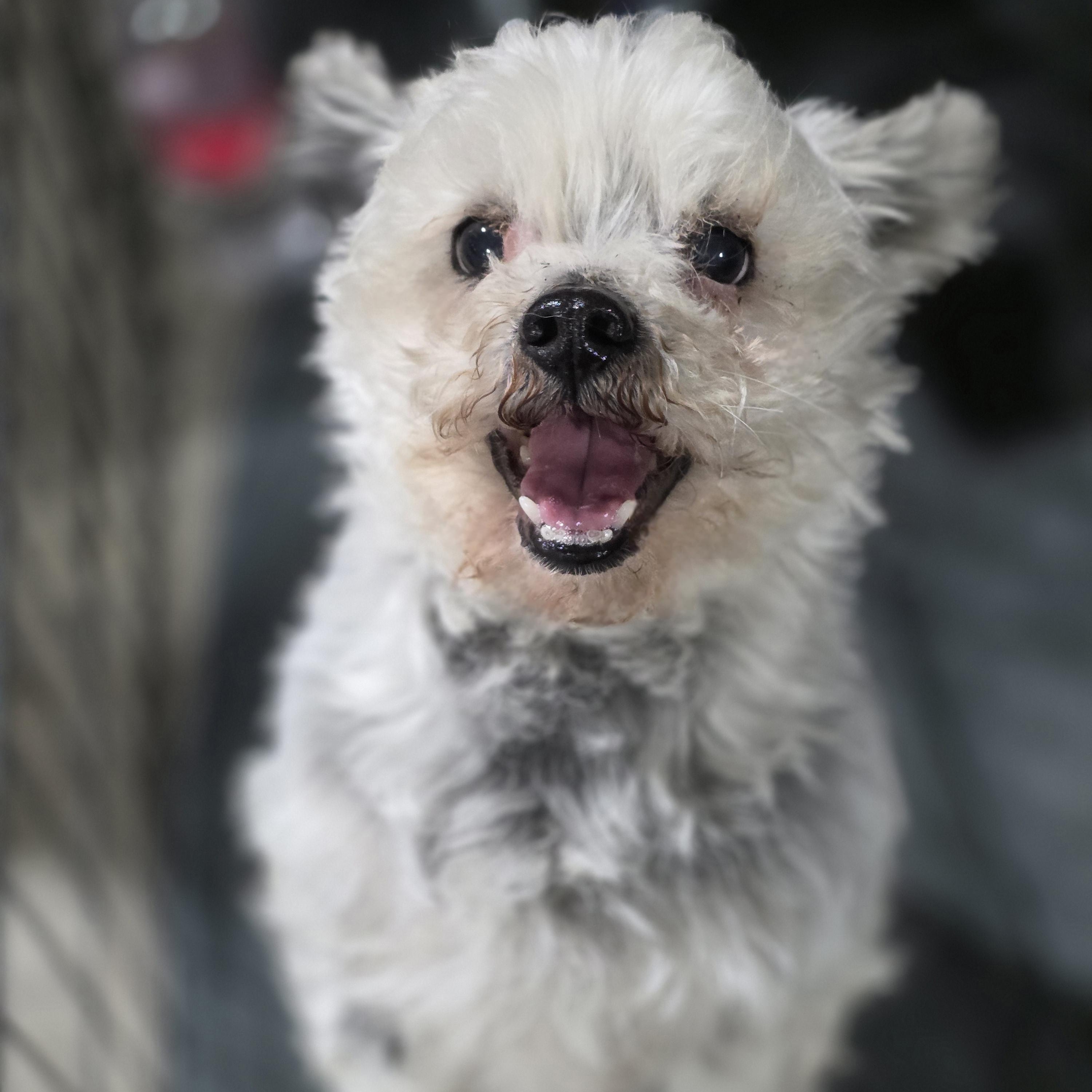 Enlarge Sam, a ADOPTABLE mixed breed in Lincoln, NE image 1/6