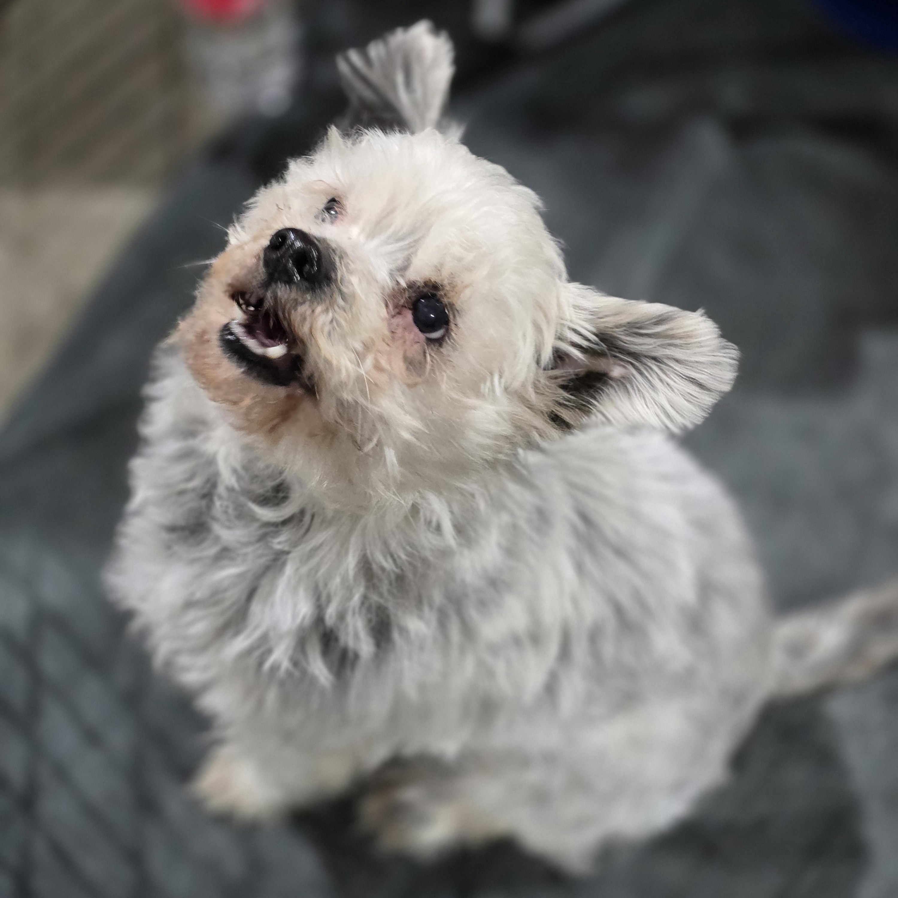 Enlarge Sam, a ADOPTABLE mixed breed in Lincoln, NE image 6/6