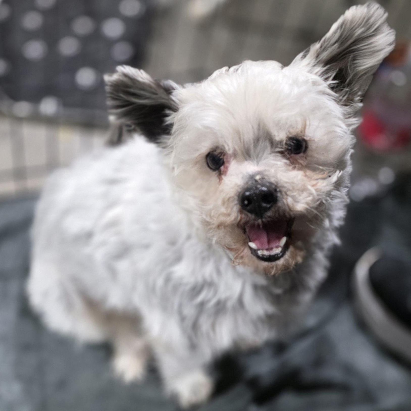 Enlarge Sam, a ADOPTABLE mixed breed in Lincoln, NE image 4/6