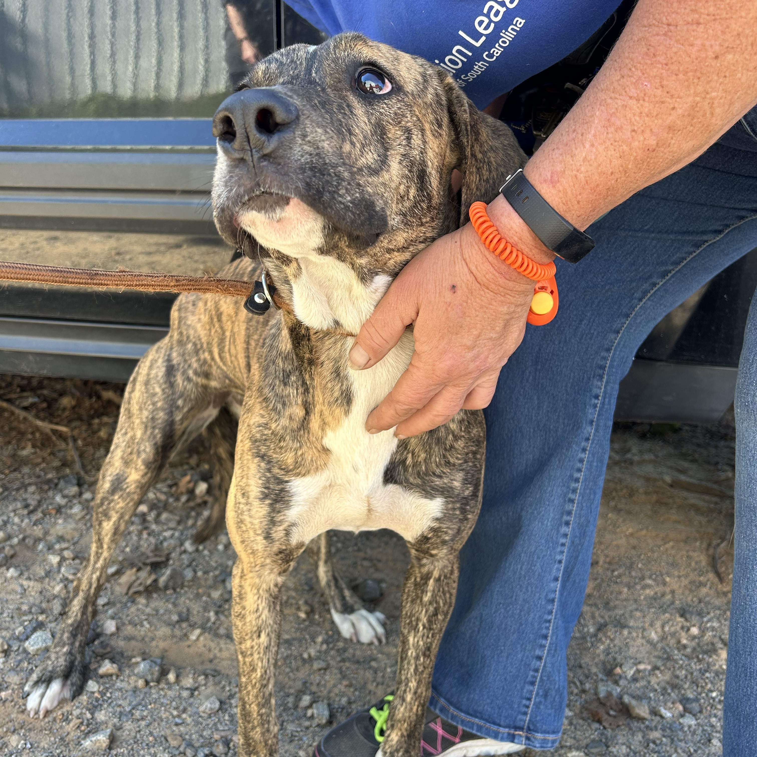 Dog for adoption Sweetie Pie, a Hound Mix in Frederick , MD Petfinder