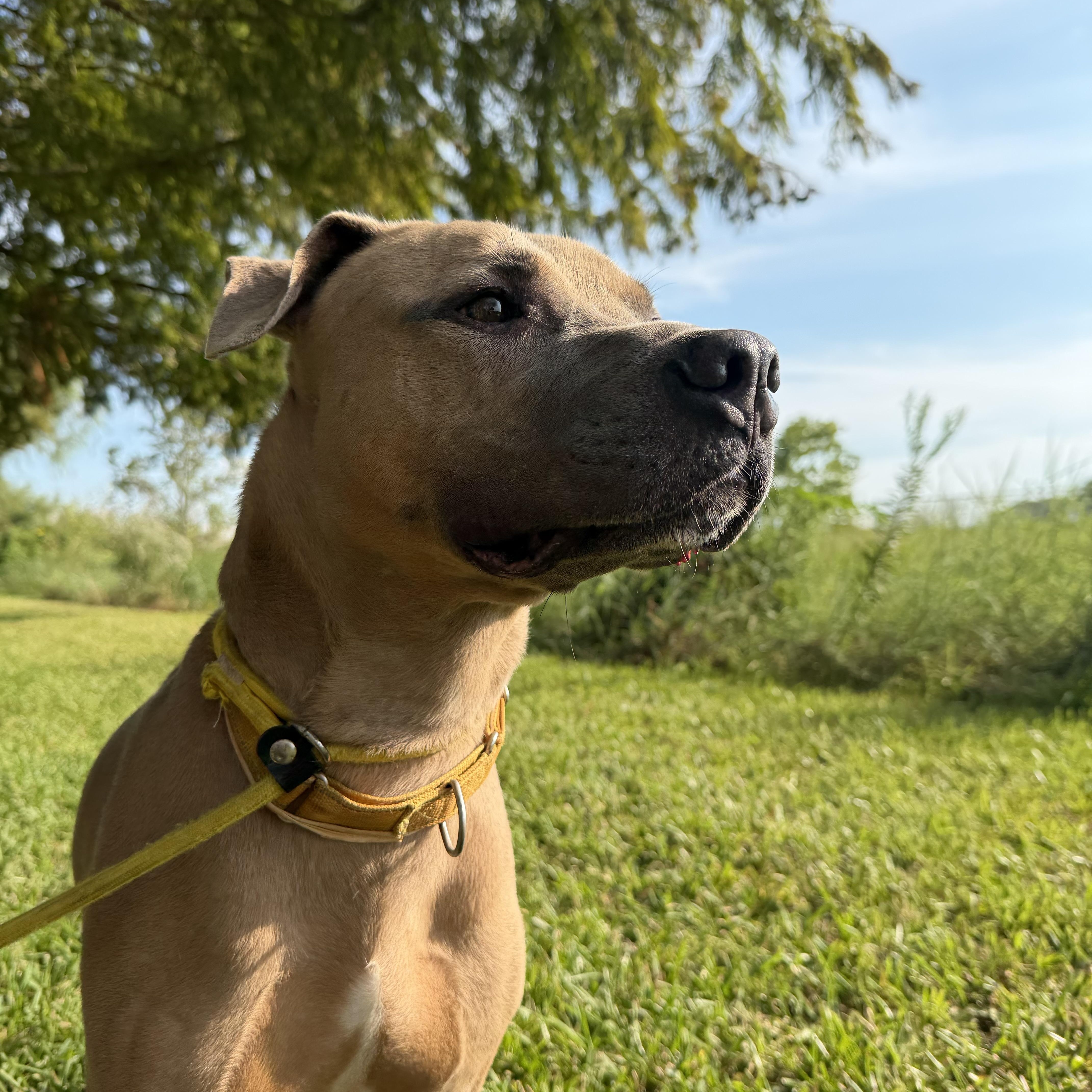 Enlarge Garfunkel, a Adoptable mixed breed in Pearland, TX image 1/5