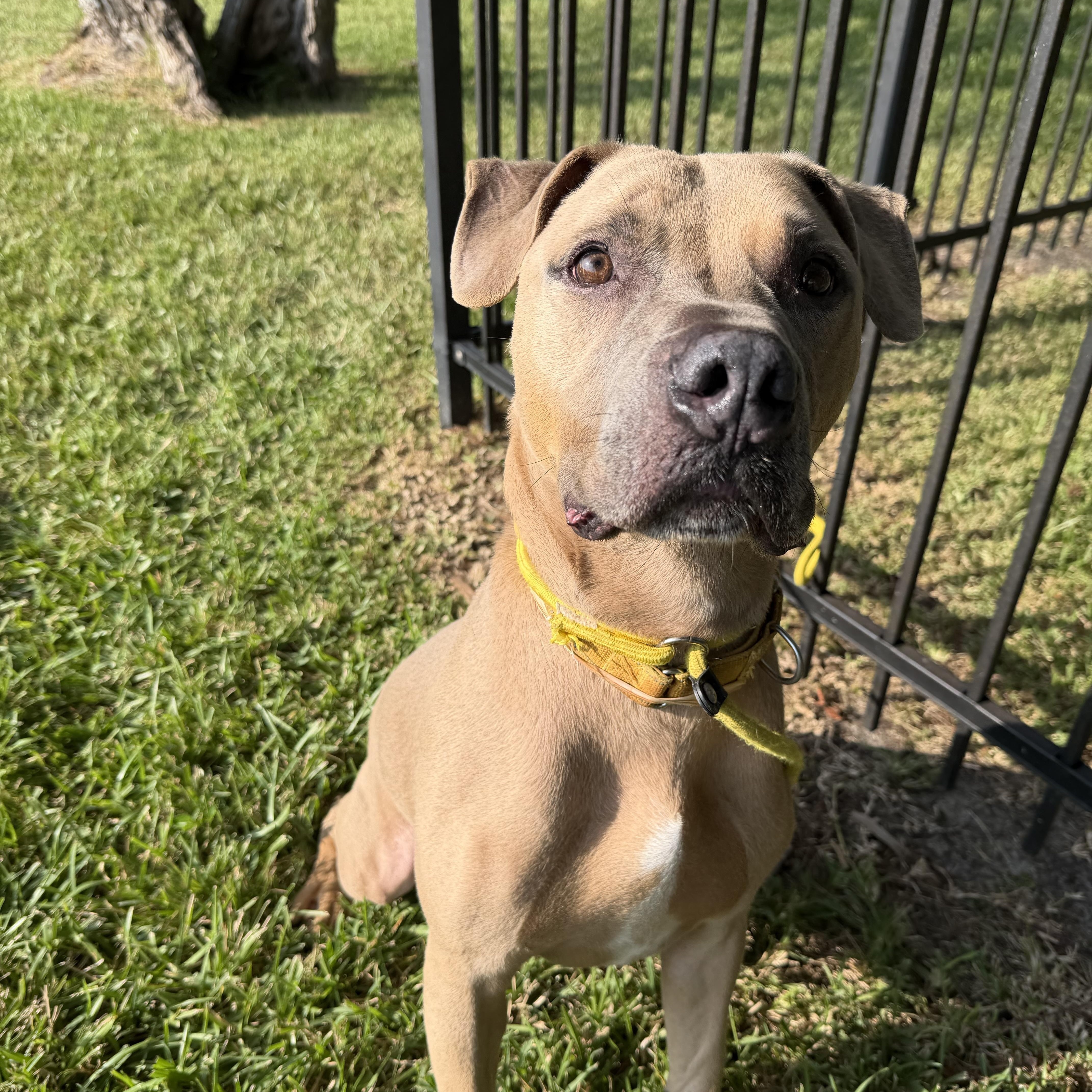 Enlarge Garfunkel, a Adoptable mixed breed in Pearland, TX image 4/5