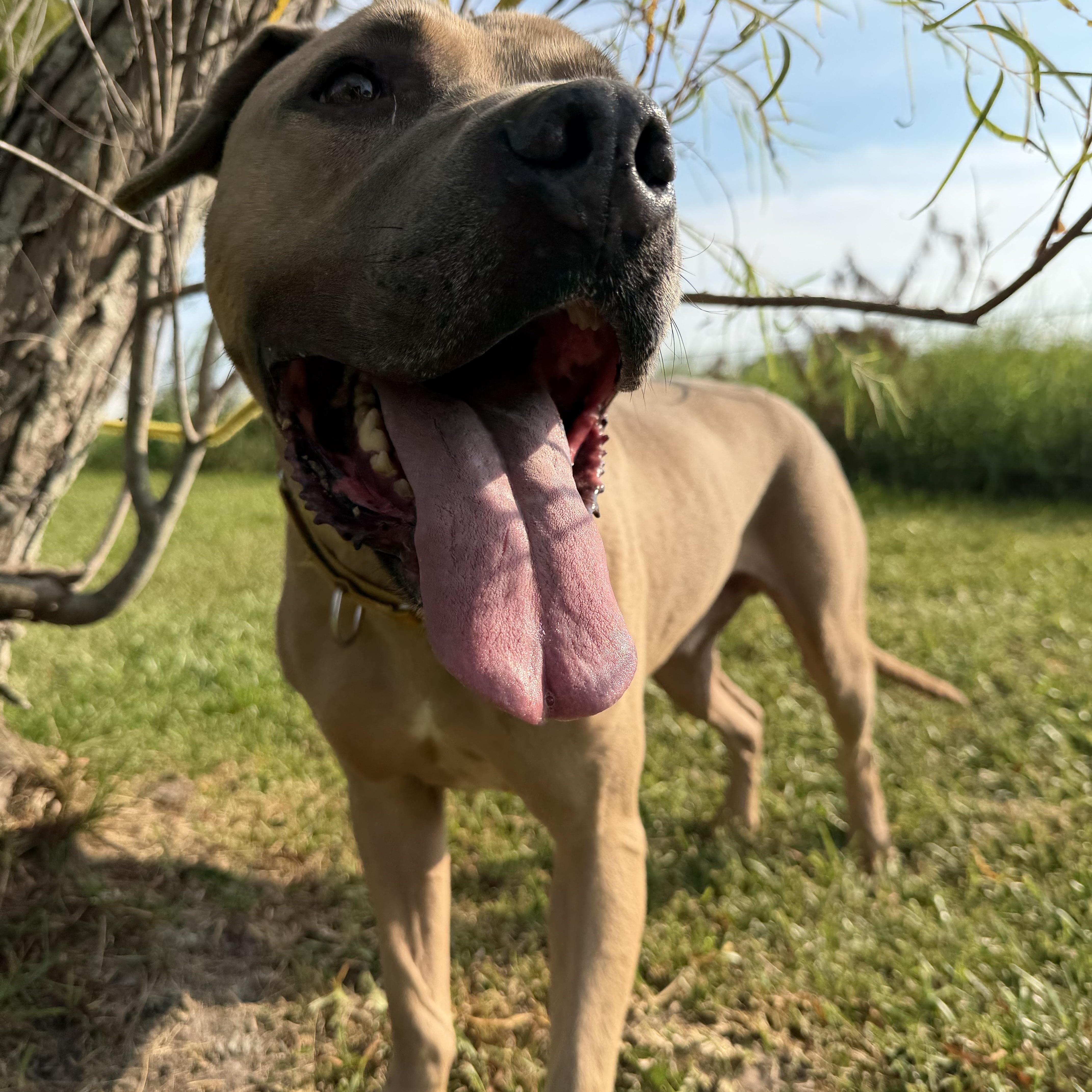 Enlarge Garfunkel, a Adoptable mixed breed in Pearland, TX image 5/5