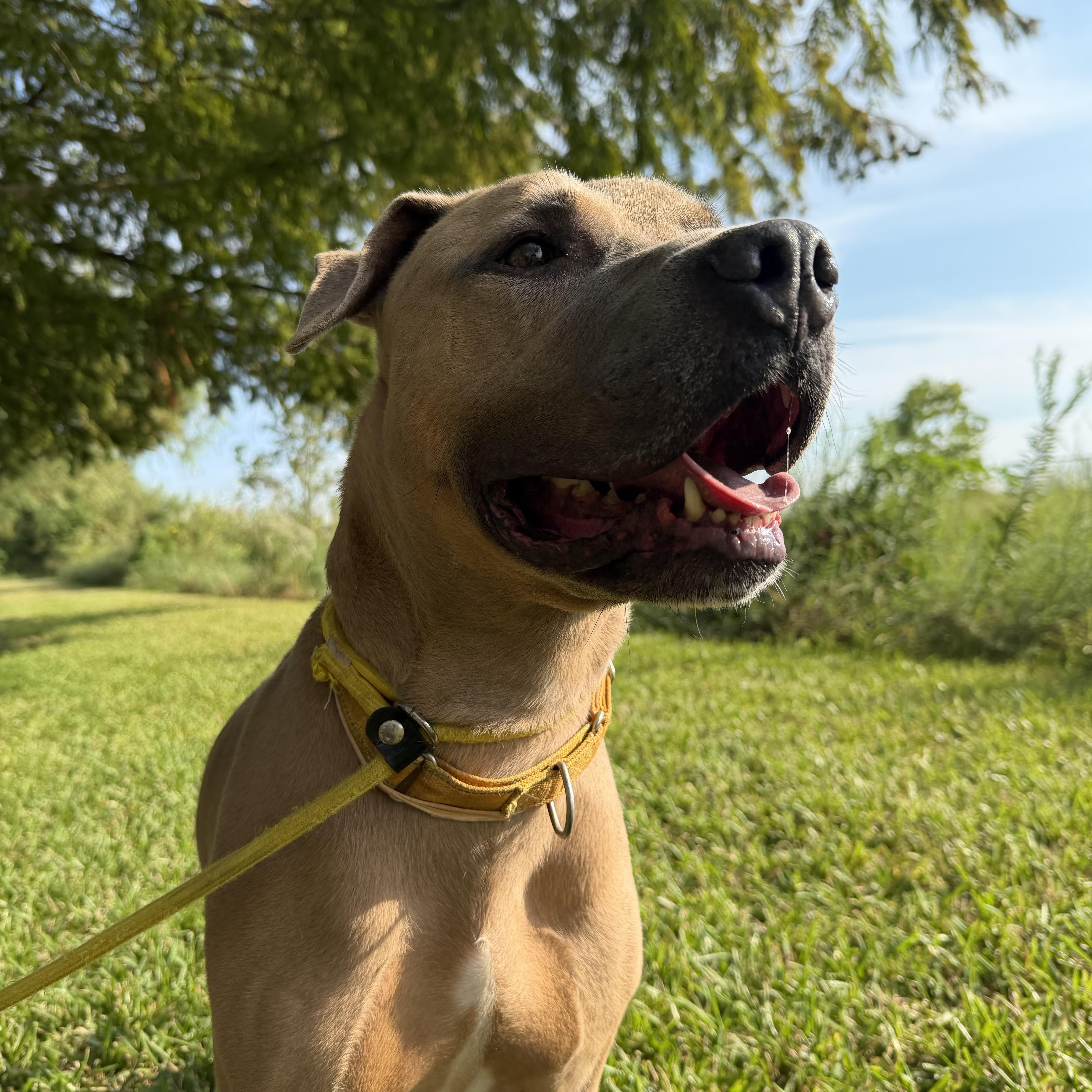 Enlarge Garfunkel, a Adoptable mixed breed in Pearland, TX image 2/5