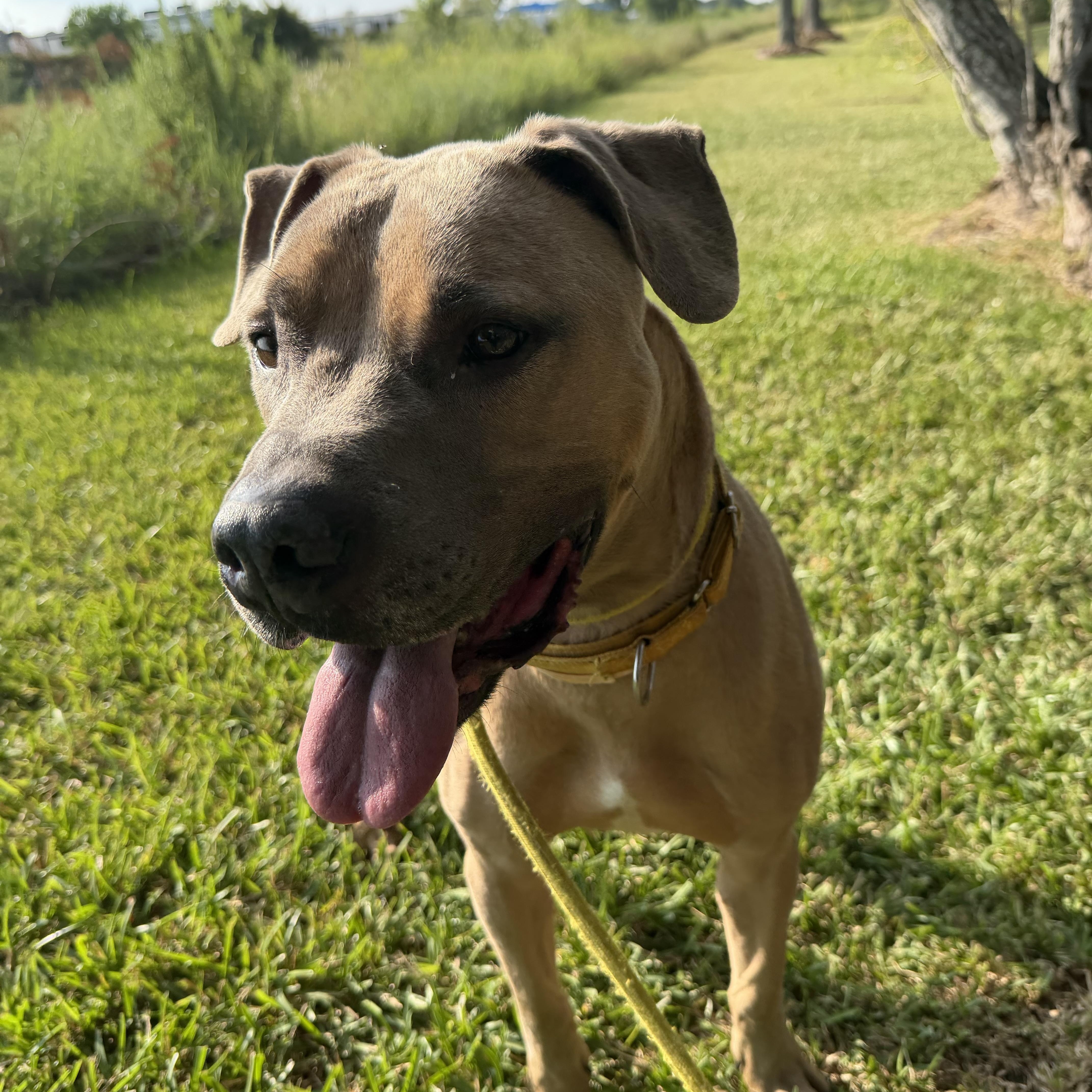 Enlarge Garfunkel, a Adoptable mixed breed in Pearland, TX image 3/5
