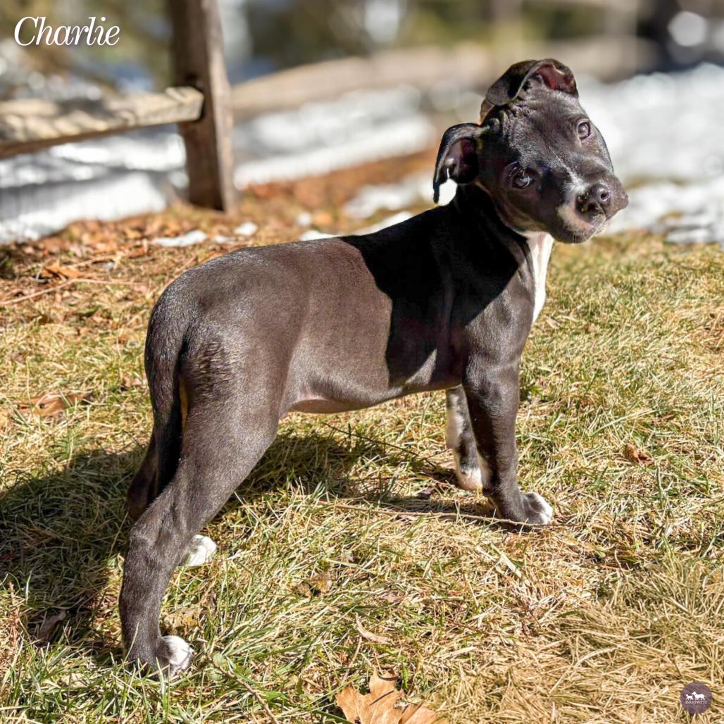 Charlie, a Adoptable mixed breed in Hopkinton, MA image 1/3
