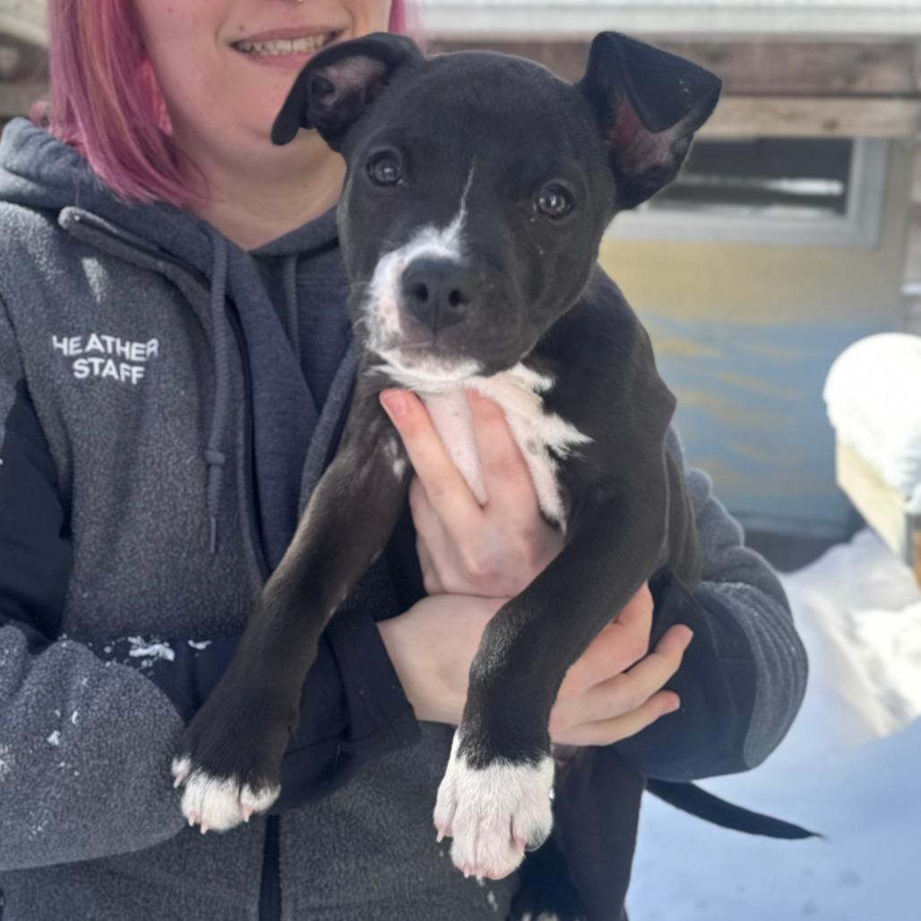 Charlie, a Adoptable mixed breed in Hopkinton, MA image 2/3